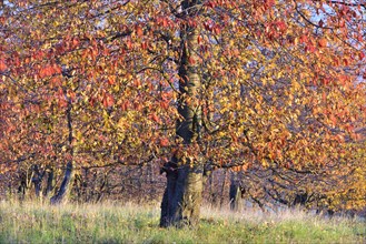 Colourful autumn leaves on cherry trees (Prunus avium) of an old cherry plantation