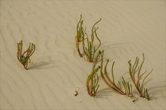 Hauhechel (Ononis natrix) grows in Sanddune