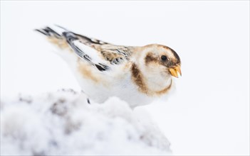 Snow bunting (Plectrophenax nivalis) in the snow