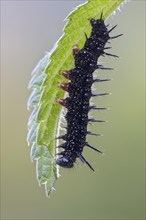 Caterpillar of European peacock (Aglais io) on leaf