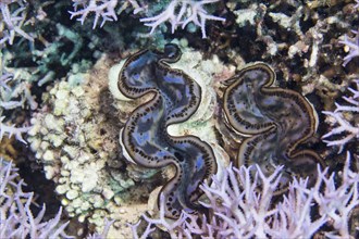 Two Giant Clams (Tridacna gigas) between stony coral