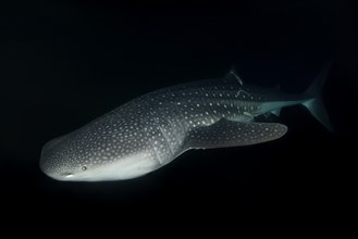 Whale Shark (Rhincodon typus) swims in the night