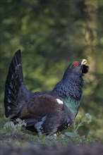 Western capercaillie (Tetrao urogallus)
