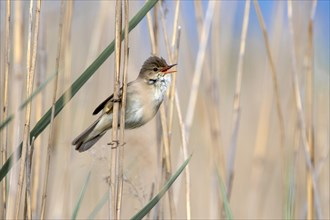 Reed warbler (Acrocephalus scirpaceus) sitting on a reed stalk and sings