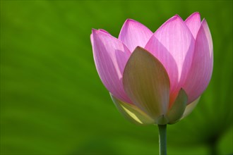 Pink lotus flower (Nelumbo nucifera)
