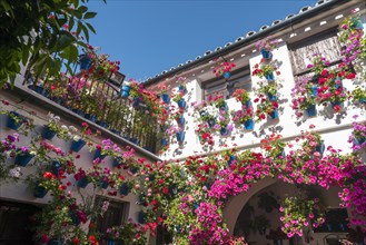 Many red geraniums in blue flowerpots in the courtyard on a house wall