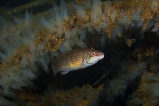 Corkwing wrasse or Gilt-head (Symphodus melops) swim near colony of Transparent sea squirt or Yellow Sea Squirt (Ciona intestinalis)