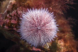 European edible sea urchin (Echinus esculentus) sits on the Laminaria