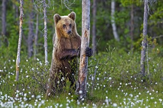 Brown bear (Ursus arctos) stands on tree trunk