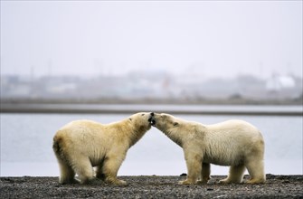 Two Polar bears (Ursus maritimus) on gravel island