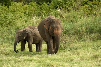 Sri Lankan elephants (Elephas maximus maximus) grazing