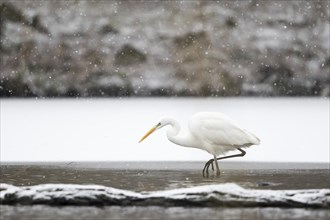 Great egret (Ardea alba) hunting at the ice edge