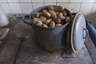 Potatoes in a pot for cattle feed on an old kitchen stove