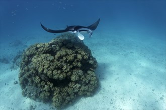 Reef manta ray (Manta alfredi)