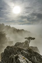 European black pine on rock with fog