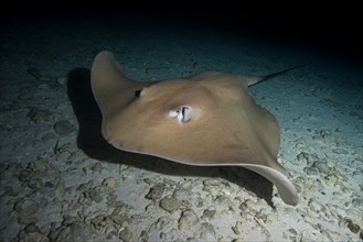 Pink whipray (Himantura fai) swims over sandy bottom in the night
