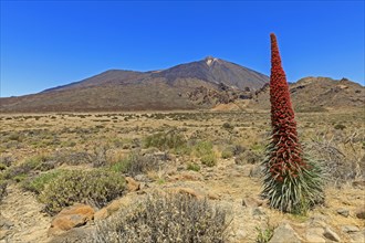 Volcano Pico del Teide