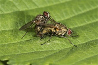 Flies (Muscidae) mating on leaf