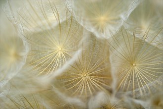 Meadow salsify (Tragopogon pratensis)