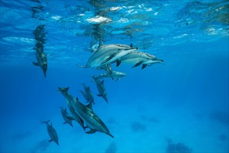 Pod of Spinner Dolphins (Stenella longirostris) swim under surface of the blue water