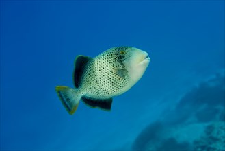 Yellowmargin Triggerfish (Pseudobalistes flavimarginatus) swims in the blue water