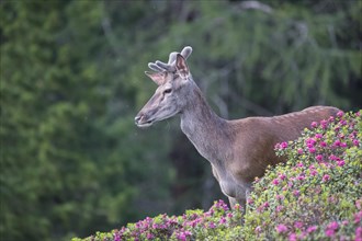 Red deer (Cervus elaphus)