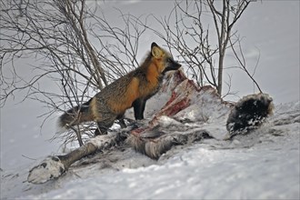 Cross fox (Vulpes vulpes)