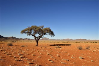 Desert landscape with umbrella thorn acacia (umbrella acacia tortilis) in the foreground