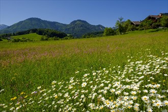 Flower meadows with daisies in Obergschwend