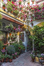 Many colorful flowers in flower pots on a house wall in the courtyard