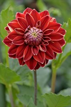 Dekorative Dahlie (Dahlia)