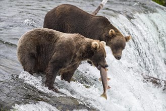 Two Brown bears (Ursus Arctos) fishing salmon