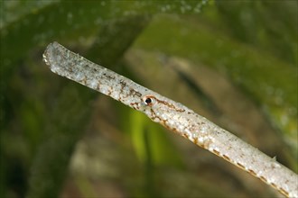 Broadnosed pipefish (Syngnathus typhle)