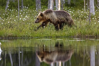 Brown bear (Ursus arctos) on the water with mirror image