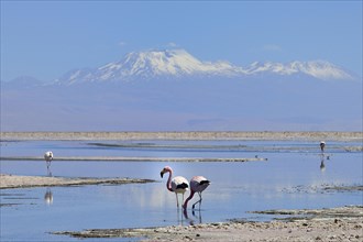 Andes Flamingos (Phoenicoparrus andinus) in shallow salt lake