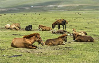 Foals lie tied up in the steppe and wait for the mares to suckle