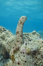 Graeffe's Sea Cucumber (Pearsonothuria graeffei) stands upright on a coral reef