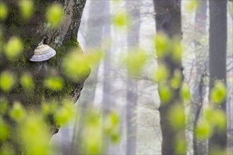 Tinder Fungus (Fomes fomentarius) in the spring forest
