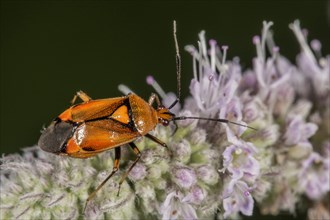 Mirid Bug (Deraeocoris ruber) on flower of horse mint (Mentha longifolia)