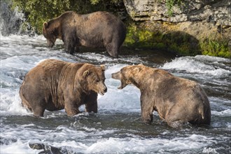 Three Brown bears (Ursus Arctos) in the river