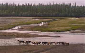 Flock of wild horses crossing the riverbed of Tuul river