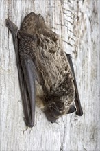 Parti-coloured bat (Vespertilio murinus)