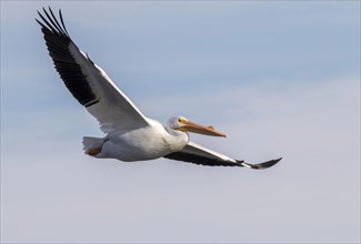 American white pelican (Pelecanus erythrorhynchos) flying