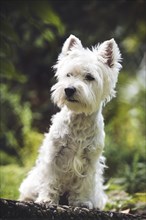 West Highland White Terrier (Canis lupus familiaris) sits on slab in the garden
