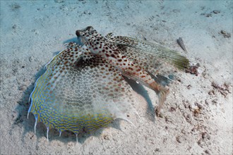 Oriental flying gurnard (Dactyloptena orientalis) with extended fins at the sandy bottom