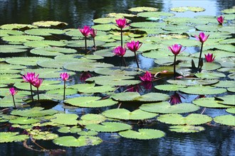 Lotus flowers (Nelumbo)