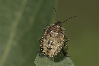 Forest bug (Pentatoma rufipes) in the last larval stage on a leaf tip