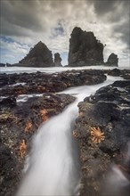 Starfishes on rocky coast