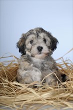 Havanese