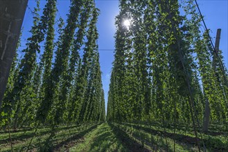 Hop growing (Humulus lupulus) with sun in backlight